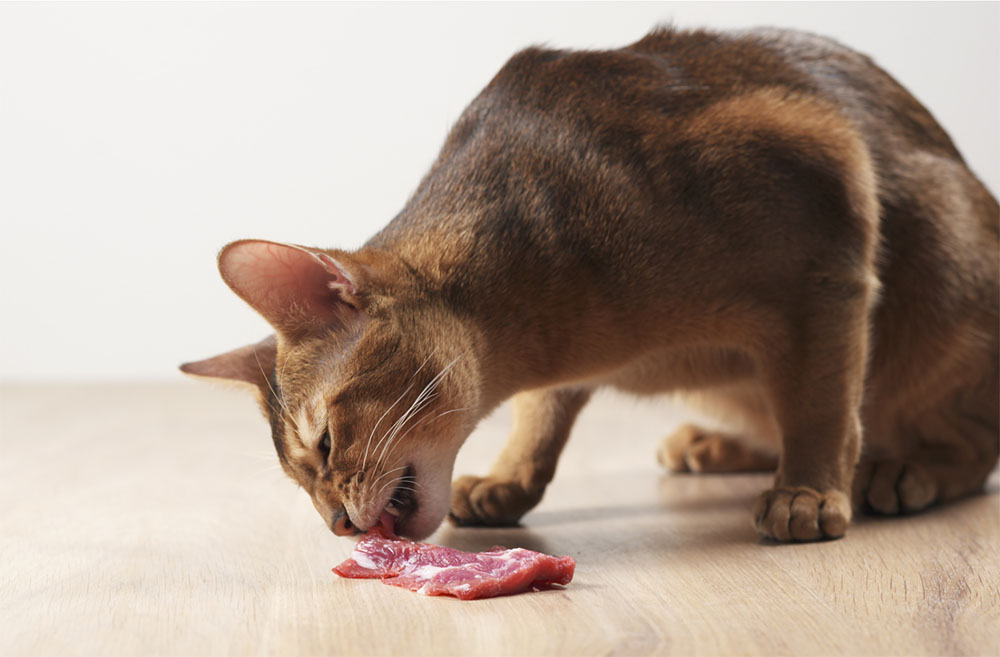 can cats eat pork About us